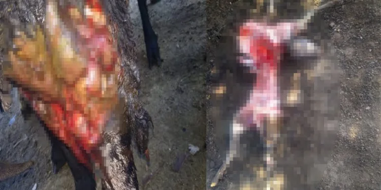 Kurbana hazırladığı kuzuları kurtlar yedi