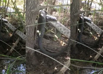 2 metrelik yılan kendi boyundaki yılanı yuttu