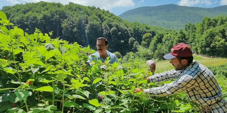Bursa’da 1200 rakımda ahududu hasadı