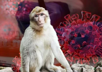 Çin’de “Monkey B” virüsü nedeniyle ilk ölüm gerçekleşti
