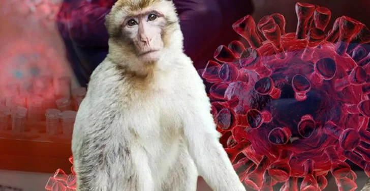 Çin’de “Monkey B” virüsü nedeniyle ilk ölüm gerçekleşti