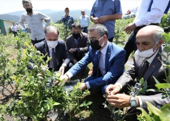 Yaban mersininde hedef 20 bin kilo rekolte