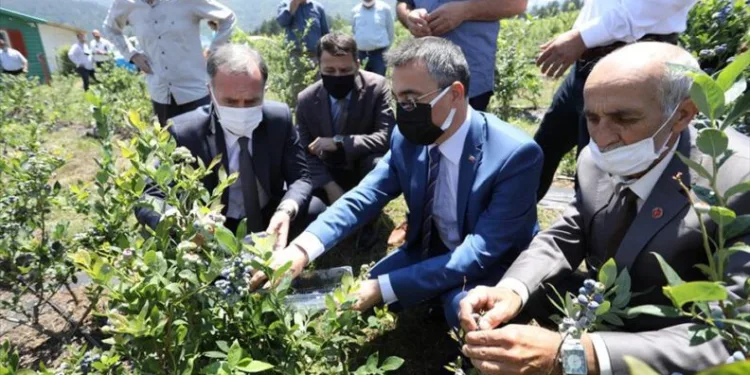 Yaban mersininde hedef 20 bin kilo rekolte