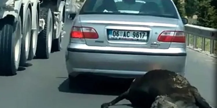 Ölen ineğini aracına bağlayıp sürükledi