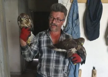 Bursa’da yaralı şahinleri iyileştirip doğaya salıyor