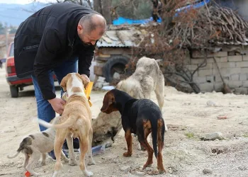 Orhaneli Belediyesi’nden sokak hayvanları için çağrı