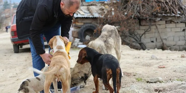 Orhaneli Belediyesi’nden sokak hayvanları için çağrı