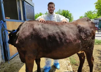 Bursa’da masaj yaparak besliyor! Kilosu bin 200 dolar