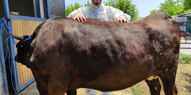 Bursa’da masaj yaparak besliyor! Kilosu bin 200 dolar