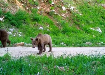 Bursa yaban hayatı fotokapanla görüntülendi