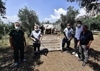 Boğalar, kurban yakalama timinden kaçamadı
