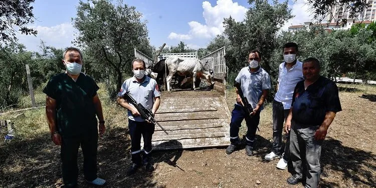 Boğalar, kurban yakalama timinden kaçamadı