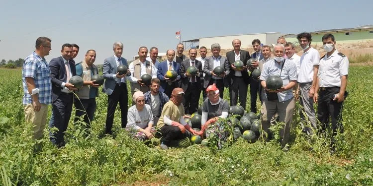 Bursa Karacabey’de karpuz şenliği
