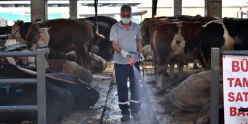 Kurban yerlerinde karasinek mücadelesi