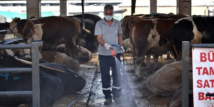 Kurban yerlerinde karasinek mücadelesi