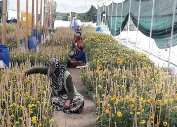Bursa’da Hollanda’ya ihraç ediliyor