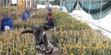 Bursa’da Hollanda’ya ihraç ediliyor