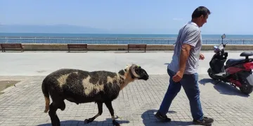 Satışa çıkardığı kurbanlık koyunu sahilde gezintiye çıkardı
