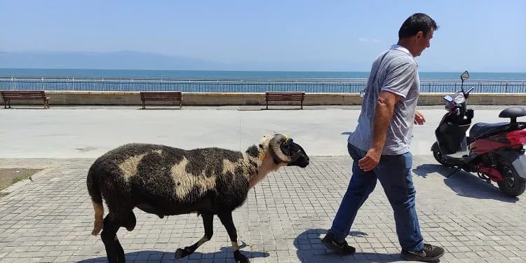 Satışa çıkardığı kurbanlık koyunu sahilde gezintiye çıkardı