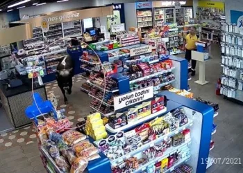Sahibinden kaçan kurbanlık dana markete daldı