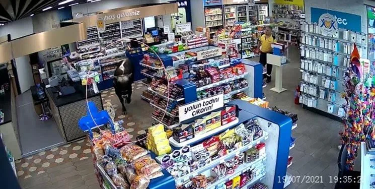 Sahibinden kaçan kurbanlık dana markete daldı