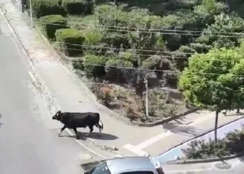 Kurbanlık dana kaçtı mahalleli kovaladı