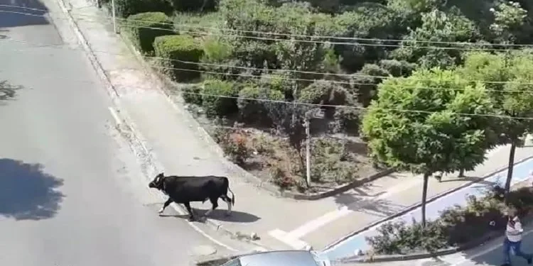 Kurbanlık dana kaçtı mahalleli kovaladı