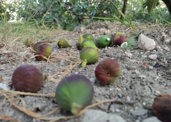 Sebebini bilmiyorlar… Bir anda dökülmeye başladı