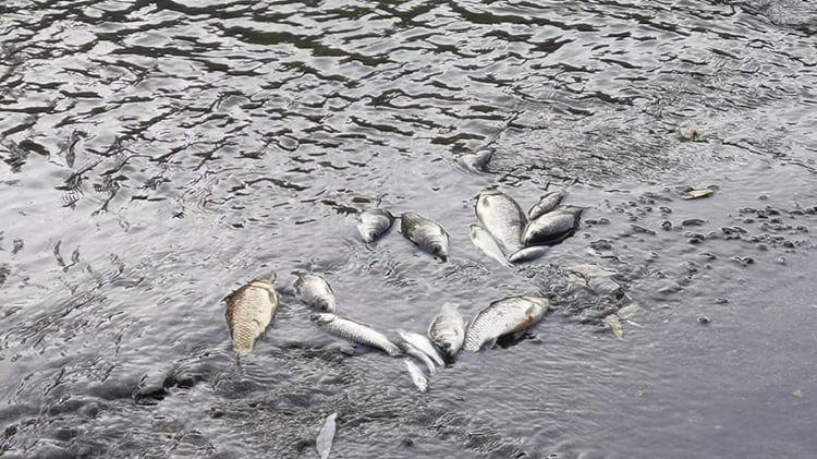 Bursa'da mahalleli tedirgin! Yüzlerce balık öldü