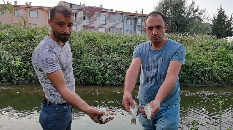 Bursa'da mahalleli tedirgin! Yüzlerce balık öldü