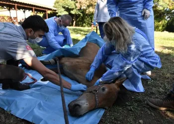 Osmangazi’de pandemi döneminde can dostlar unutlmadı