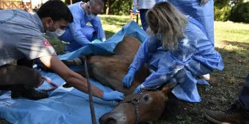 Osmangazi’de pandemi döneminde can dostlar unutlmadı