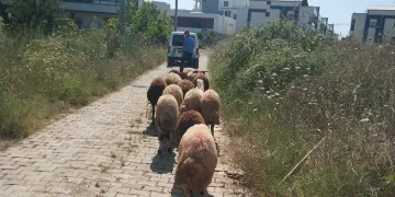 Koyunları kaybolan çiftçinin yardımına Gemlik zabıtası koştu