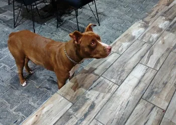 Bu köpekleri besleyenler dikkat! Resmi Gazete’de yayımlandı