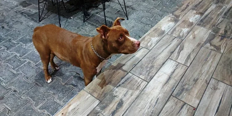 Bu köpekleri besleyenler dikkat! Resmi Gazete’de yayımlandı