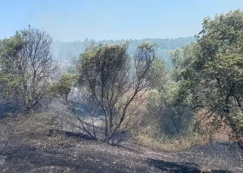 Bursa’daki orman yangınına zamanında müdahale