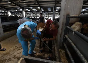 Osmangazi ekipleri sağlıklı kurbanlık için sahada