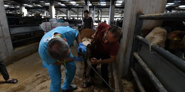 Osmangazi ekipleri sağlıklı kurbanlık için sahada
