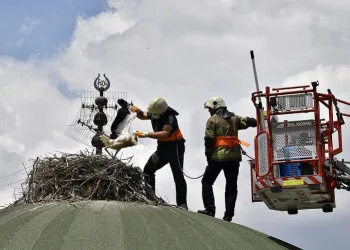 Bursa’da leylek yavrularına kubbe üstünde tedavi