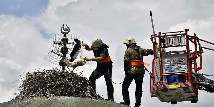 Bursa’da leylek yavrularına kubbe üstünde tedavi