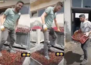 Tepki çeken görüntü! Vişneleri ayakkabıyla ezdi