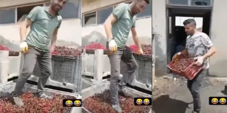 Tepki çeken görüntü! Vişneleri ayakkabıyla ezdi