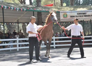‘Kuzgun Efe’ açık artırmayla 315 bin TL’ye satıldı
