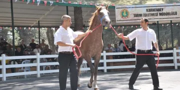‘Kuzgun Efe’ açık artırmayla 315 bin TL’ye satıldı