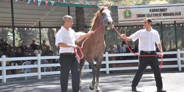 ‘Kuzgun Efe’ açık artırmayla 315 bin TL’ye satıldı