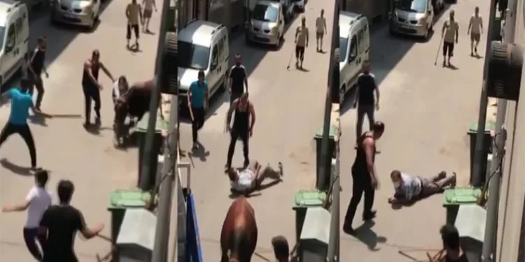 Kaçan boğa, kendisini kovalayan adamı yere serdi