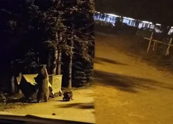 Bursa’da çöp atan turisti ayı kovaladı
