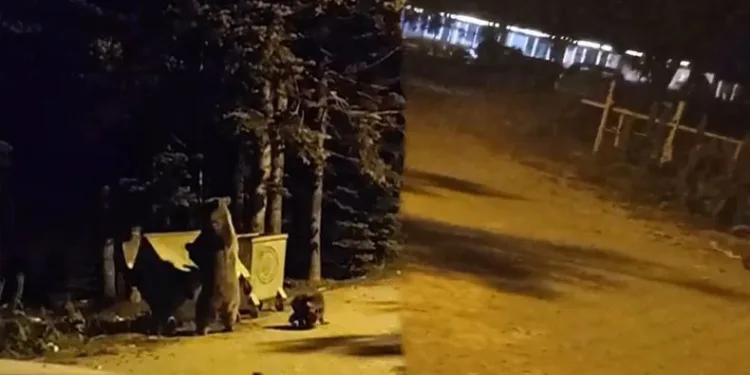 Bursa’da çöp atan turisti ayı kovaladı