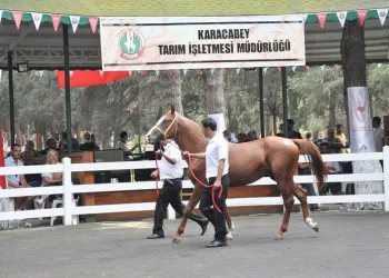 Arap atları açık artırmayla satıldı