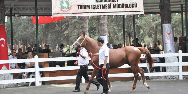 Arap atları açık artırmayla satıldı